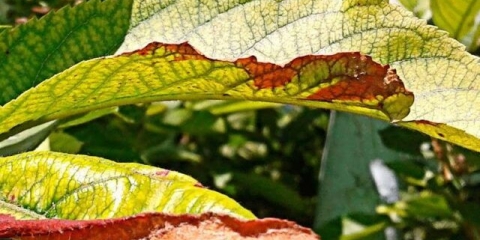 Hloroza listova jabuke: liječenje i fotografija